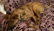 Adopt a Dog - Lexi, German Shepherd Mix