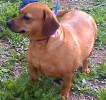 Adopt a Dog - Susi Porkchop, Dachshund Mix