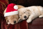 Holiday Volunteer Opportunities in Phoenix