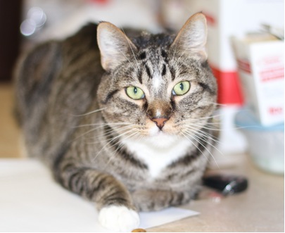 PACC 911 Cat