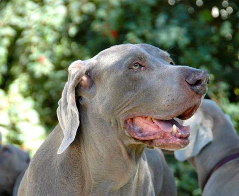 AZ Weimaraner Rescue