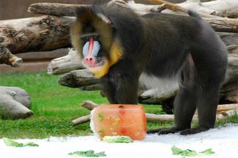 WinterJulyZoo