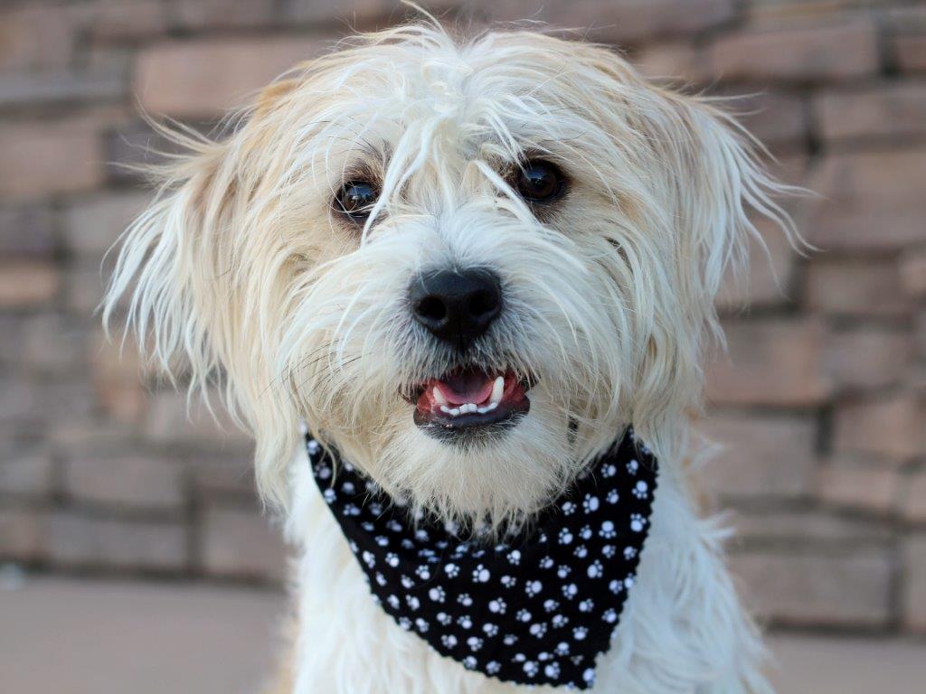 Harold - A434189 1381e