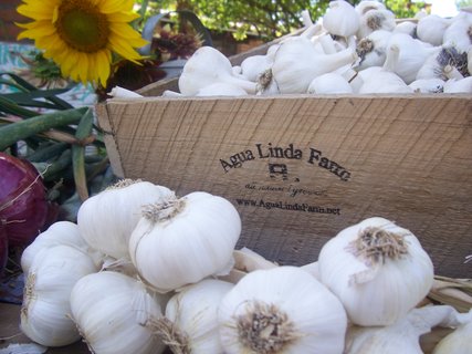 rsz garlic
