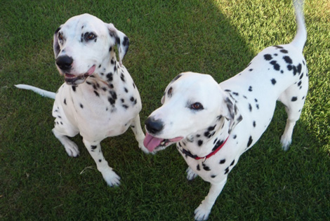 dalmatians dalmatians