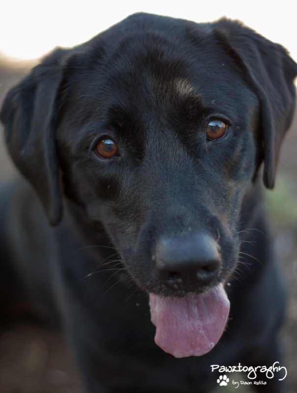 Purebred Lab