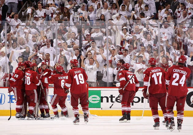 coyotes