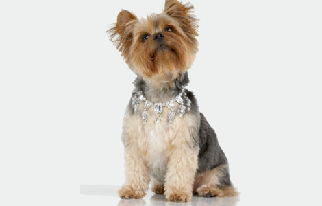 Jeweled Dog Collars