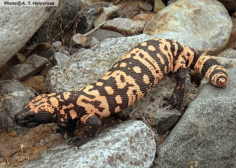 gila monster