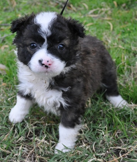 Australian Sheepdog Mix