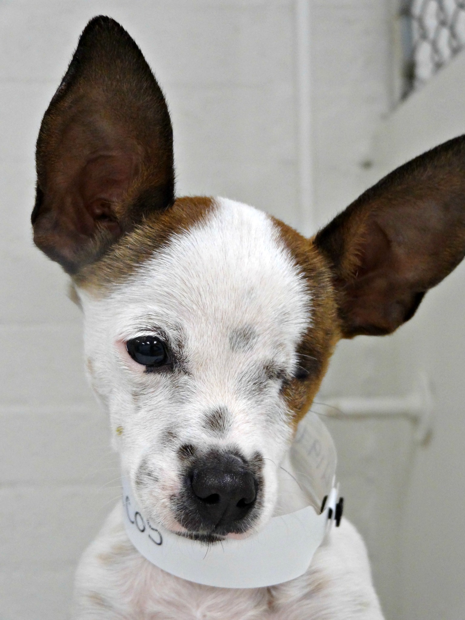 media pets 024
