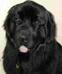 riley-new-foundland riley-new-foundland