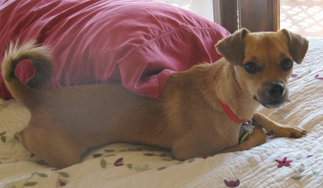 cal-chihuahua cal-chihuahua