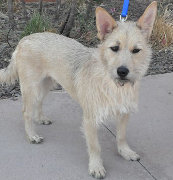 lilly-terrier-mix