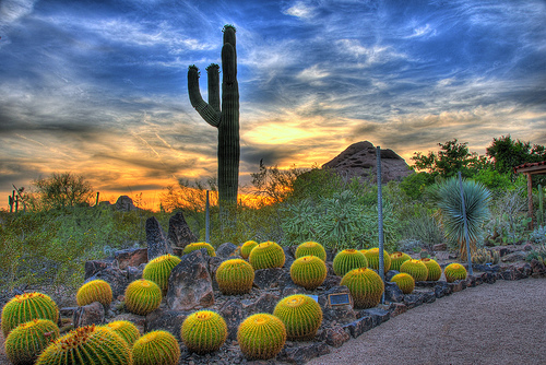 Arizona Botanical Gardens