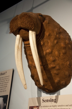IWM_21