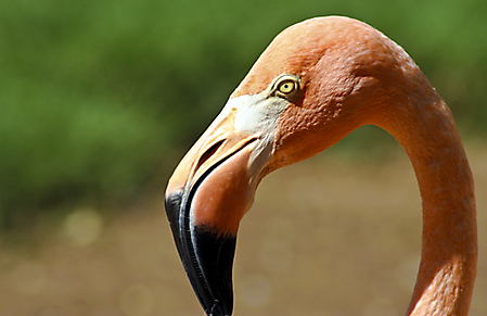 SD8 zoo IMG_1770 lr lr2 LR