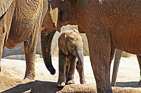 SD8 zoo IMG_2346 mod lr2 LR