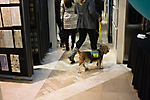 beagle walking