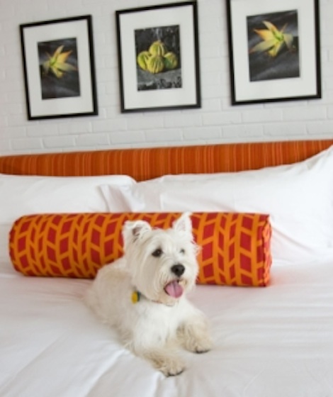 Valley ford hotel pet friendly #10