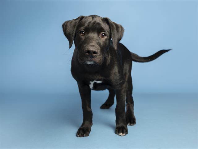 Goliath the Pup has Giant Personality!