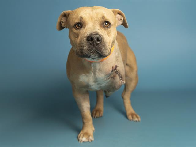 Three-Legged Pittie Looking for her Forever Home