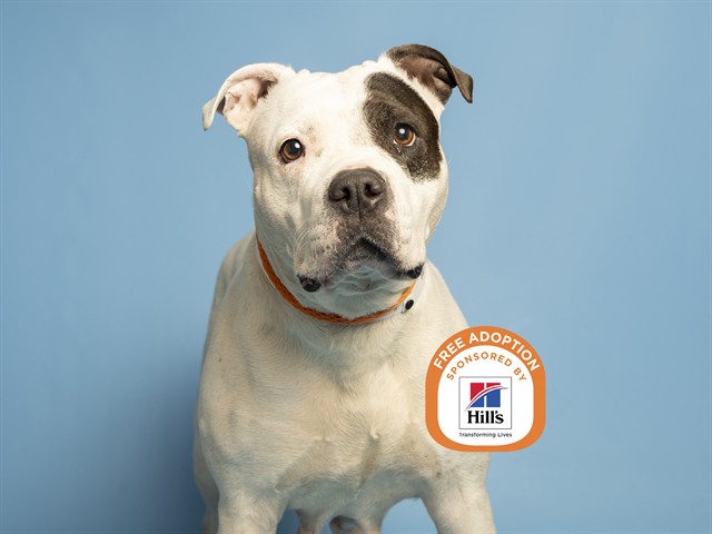 Mama Bear Ready to be Baby of her Forever Home