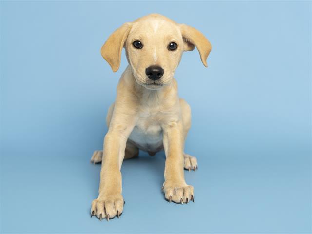 Adopt Biscuit the Cattle Dog Mix!