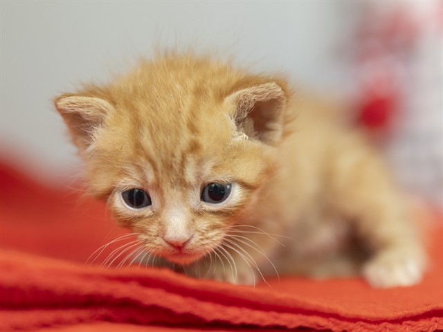 Help Underaged, Orphaned Puppies & Kittens!