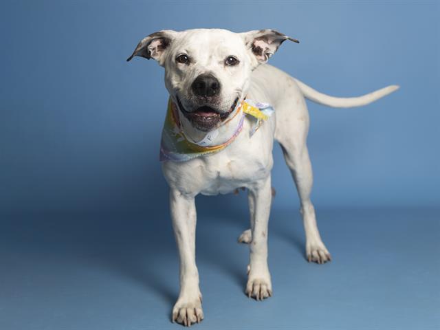 Carina the Adorable Staffordshire Terrier Needs a Furever Home!
