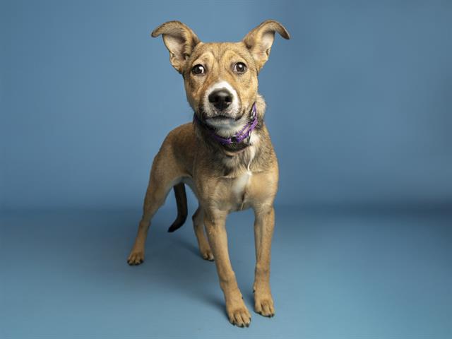 Priya Waiting 100+ Days to Find Forever Home