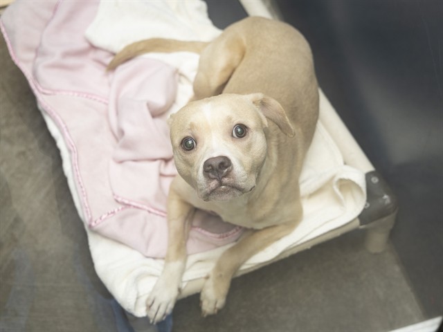 Brave Bravo Survives Deadly Parvovirus