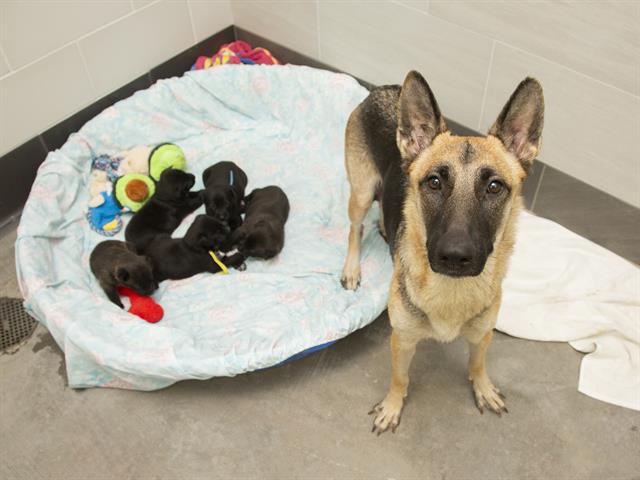 Zena and Her Warriors Looking for a Hero of Their Own!