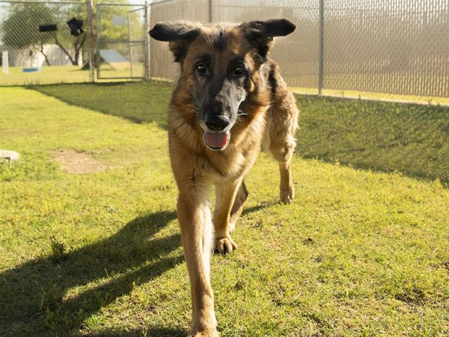 Lovable Senior Shepherd Gladys Can\