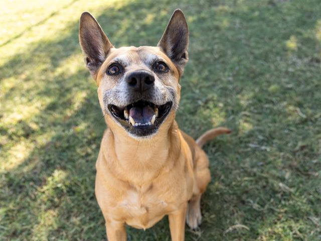 Tony the Australian Kelpie is GRRREAT!