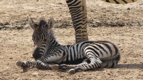 baby spotted zebra